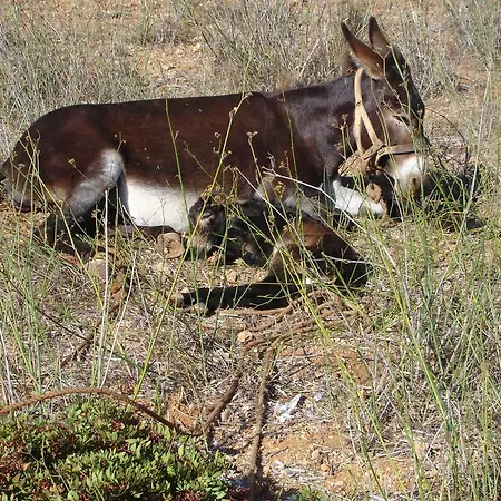 Monte De Santo Antonio - *