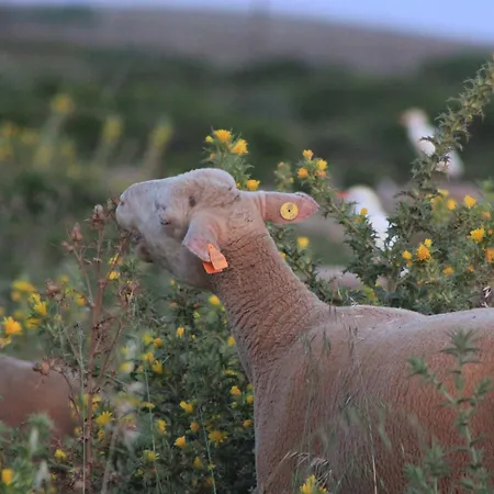 Farma Monte De Santo Antonio -