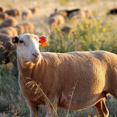 蒙特圣安东尼奥农家乐 维拉多比斯坡