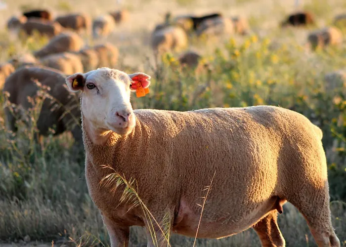 Monte De Santo Antonio - Vila do Bispo
